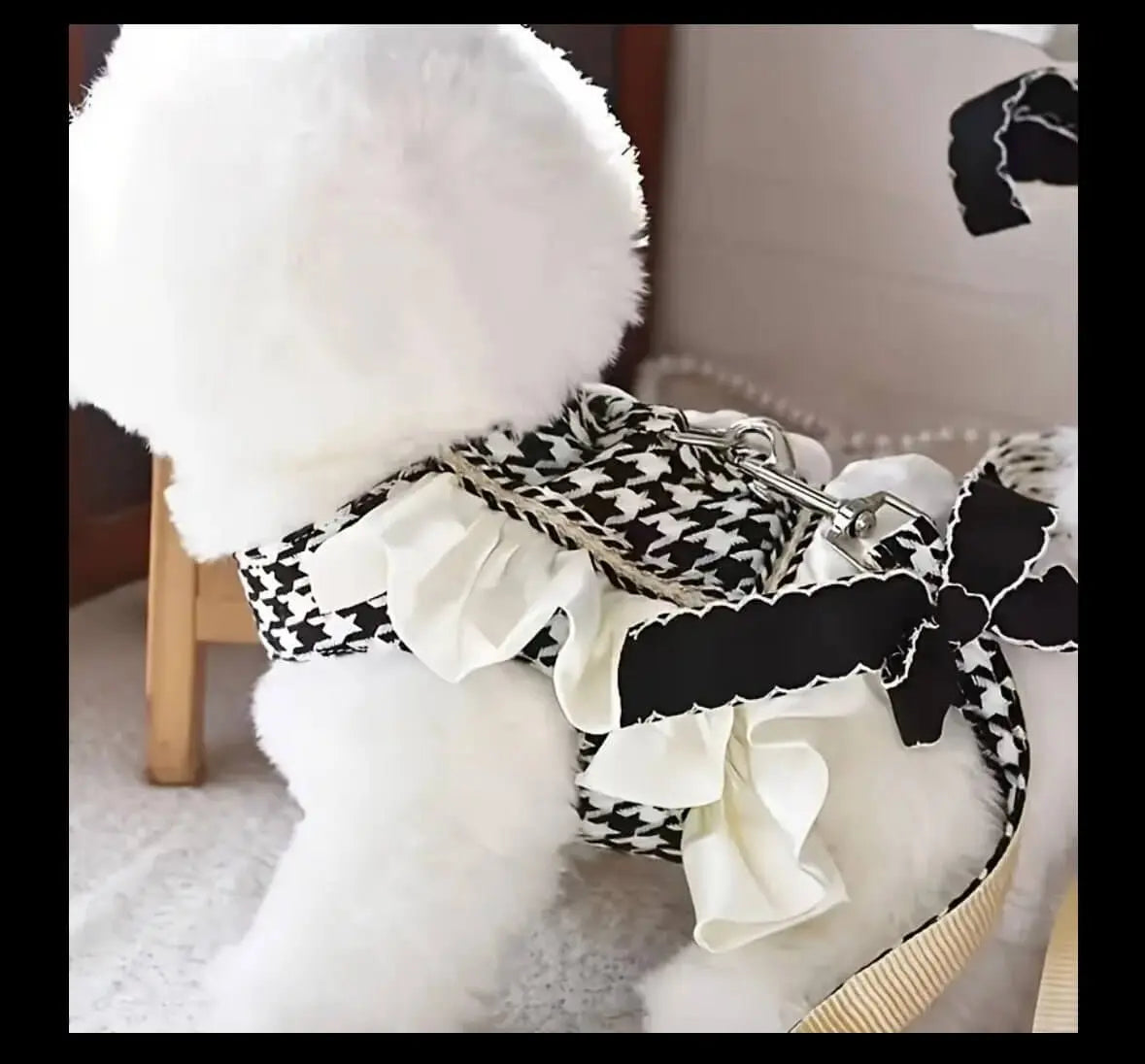Coastal Couture Pet Boutique