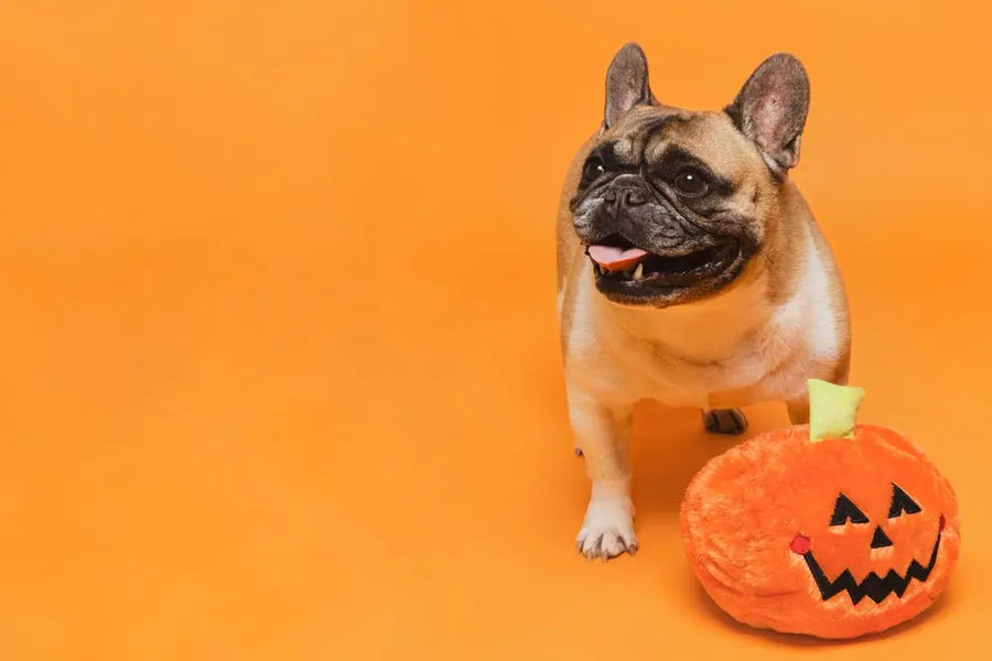 Halloween Finds