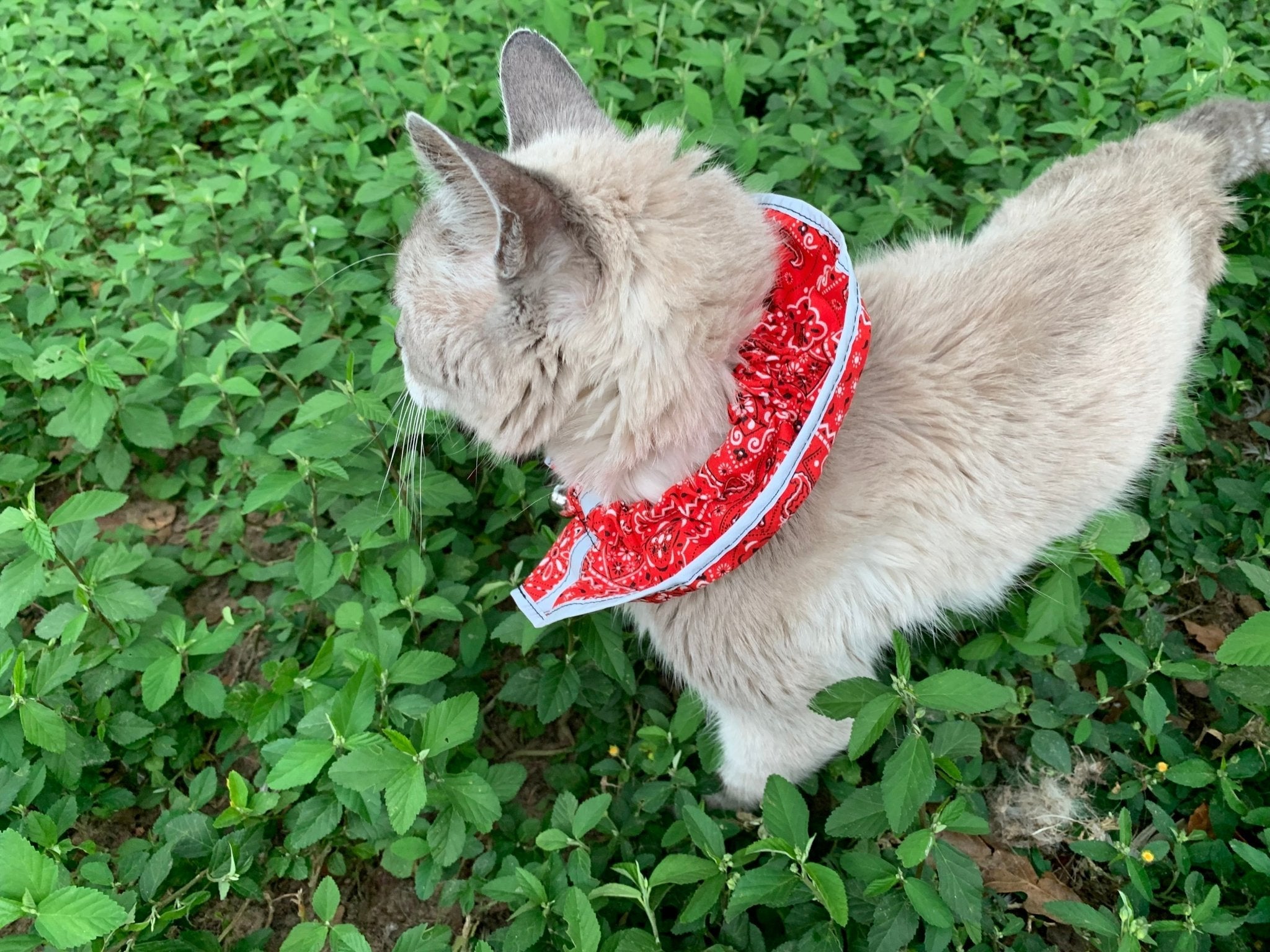Prey Saver Cat Collar by Crazy K Farm Pet and Poultry