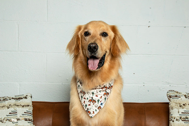 Rodeo Dog Bandana