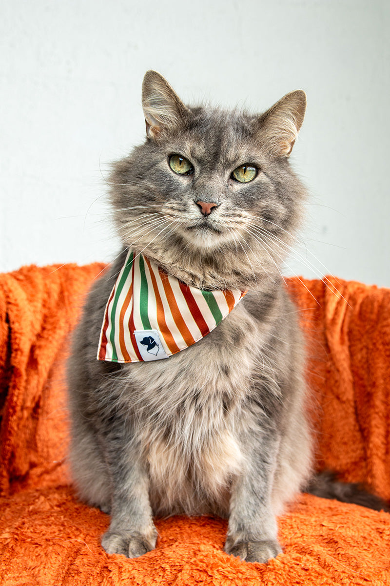 Fall Stripes Reversible Dog Bandana by Dog Bandana Co., product view 4