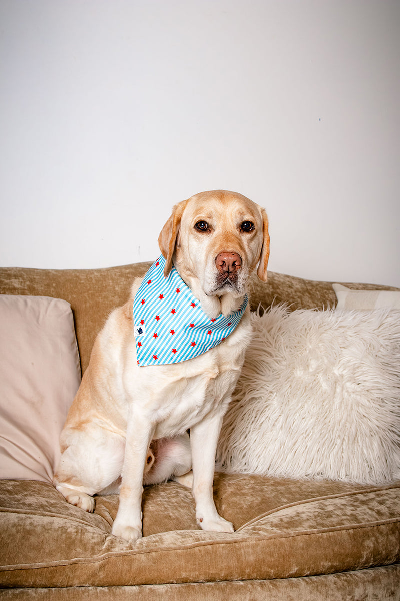 American Summer Reversible Dog Bandana & Matching Scrunchie Set