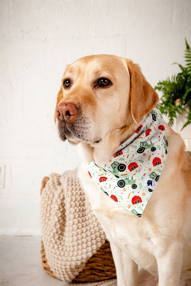 Farmers Market Reversible Dog Bandana