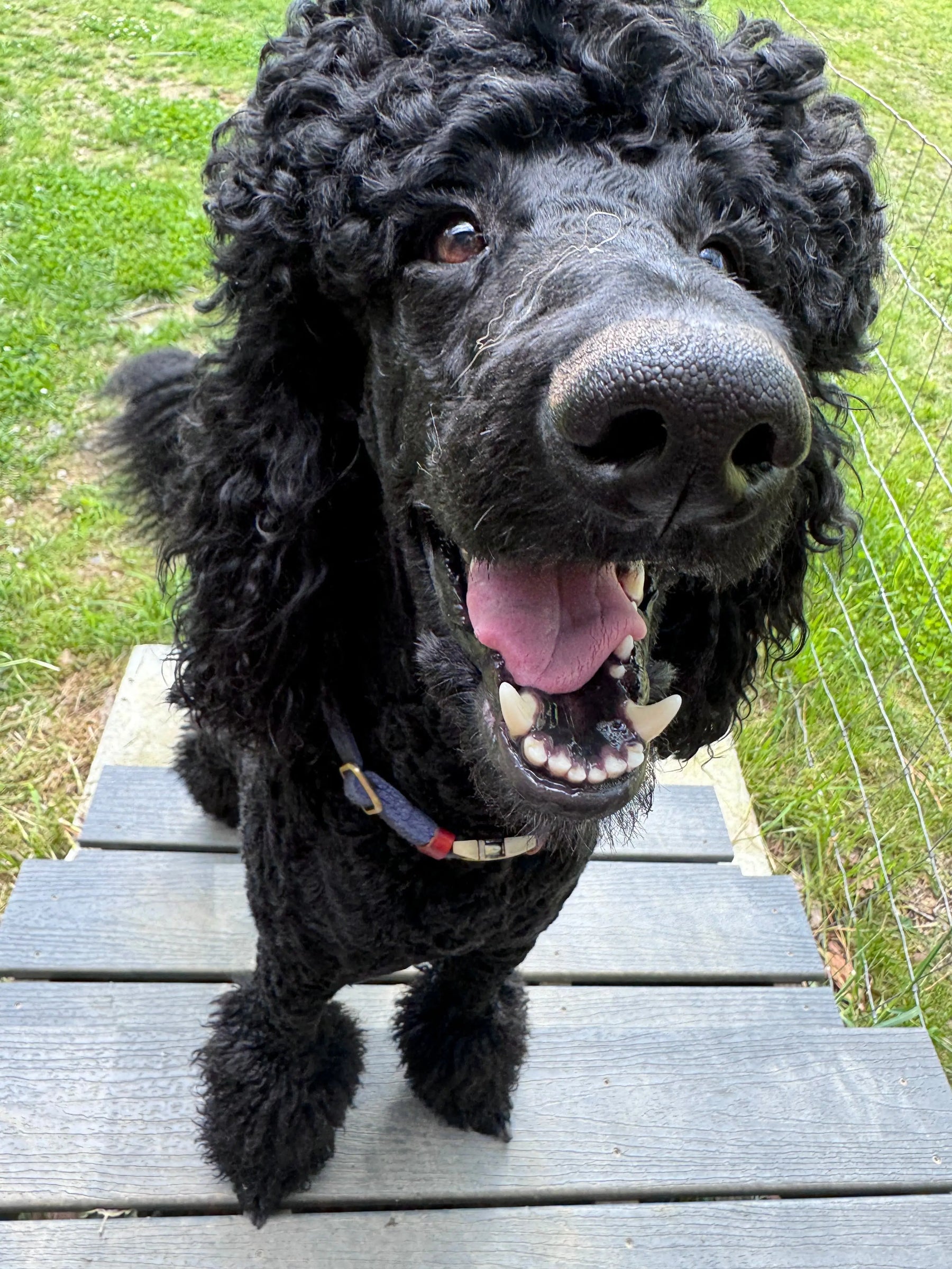 Black poodle dog panting on outdoor wooden steps