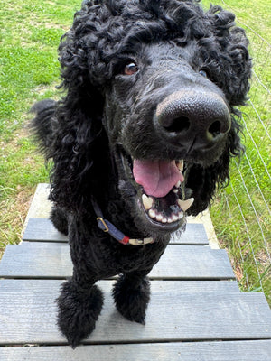 Black poodle dog panting on outdoor wooden steps