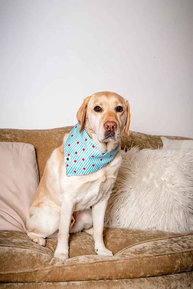 American Summer Dog Bandana Dog Bandana Co.