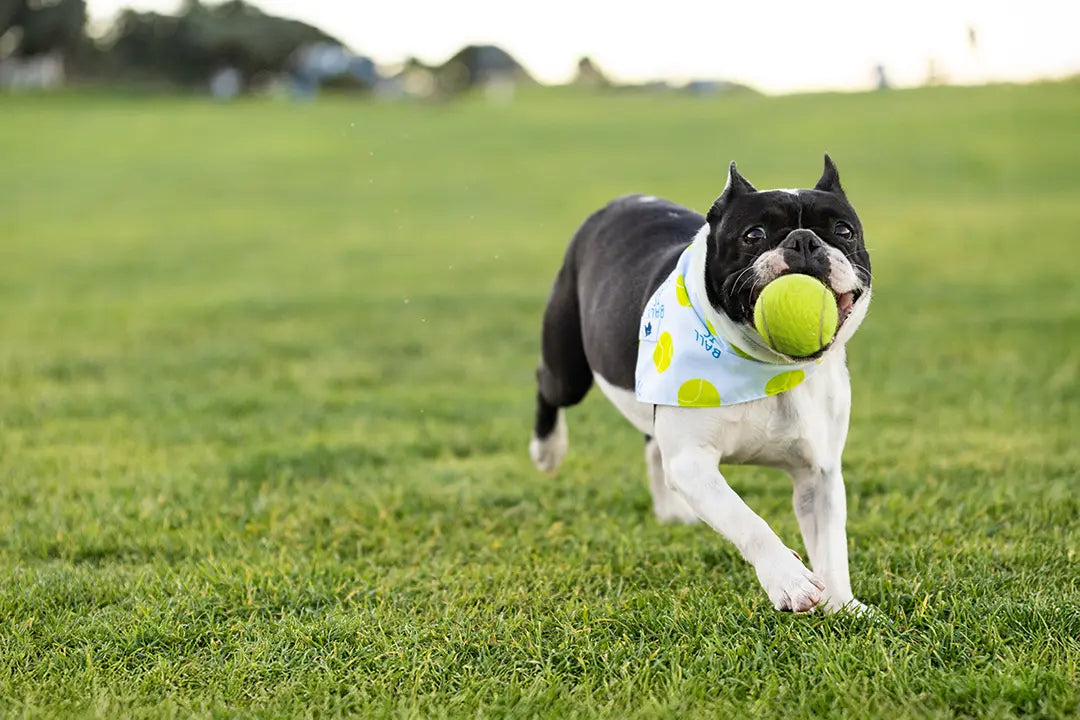 Ball Is Life Dog Bandana Dog Bandana Co.