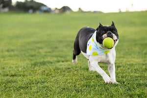 Ball Is Life Dog Bandana Dog Bandana Co.