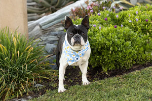 Bees & Daisy Dog Bandana Dog Bandana Co.