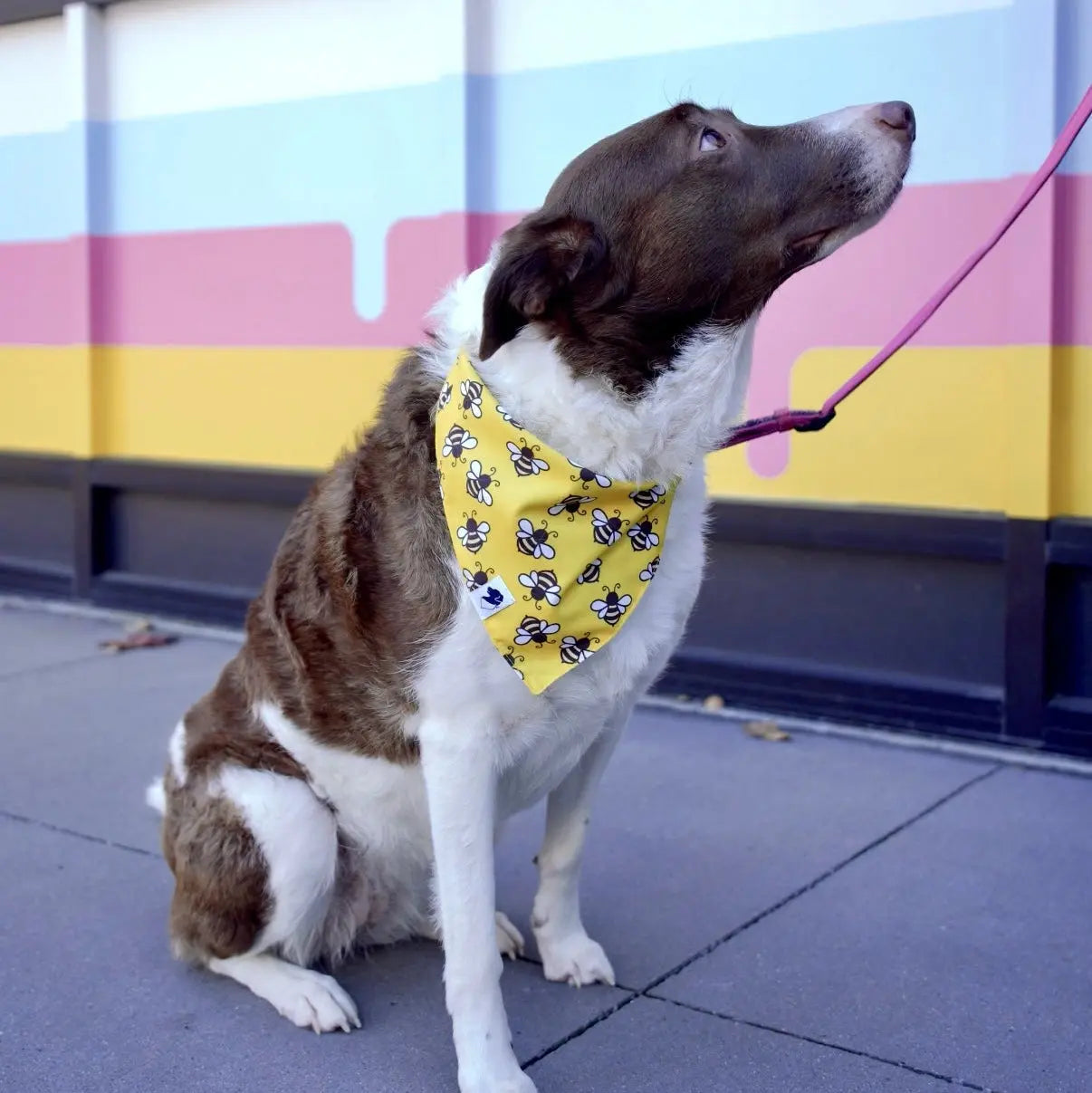 Bees & Daisy Dog Bandana Dog Bandana Co.