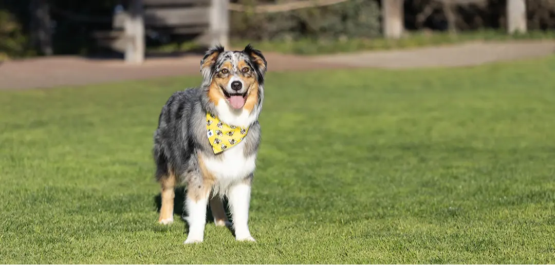 Bees & Daisy Dog Bandana Dog Bandana Co.