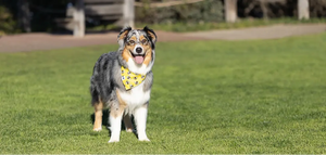 Bees & Daisy Dog Bandana Dog Bandana Co.