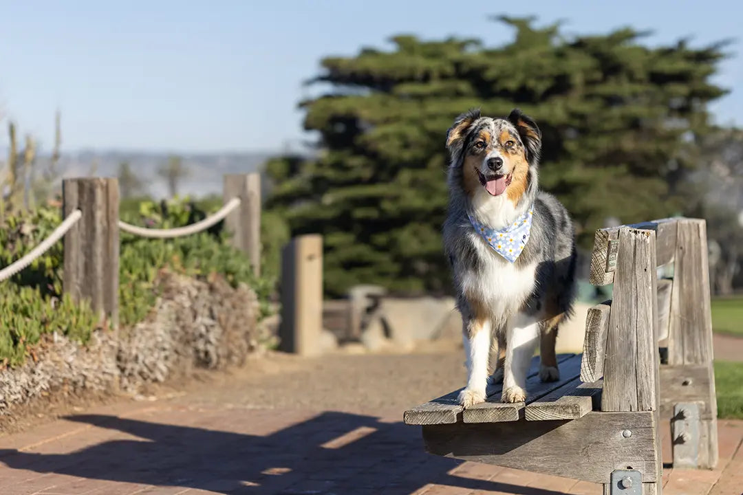 Bees & Daisy Dog Bandana Dog Bandana Co.