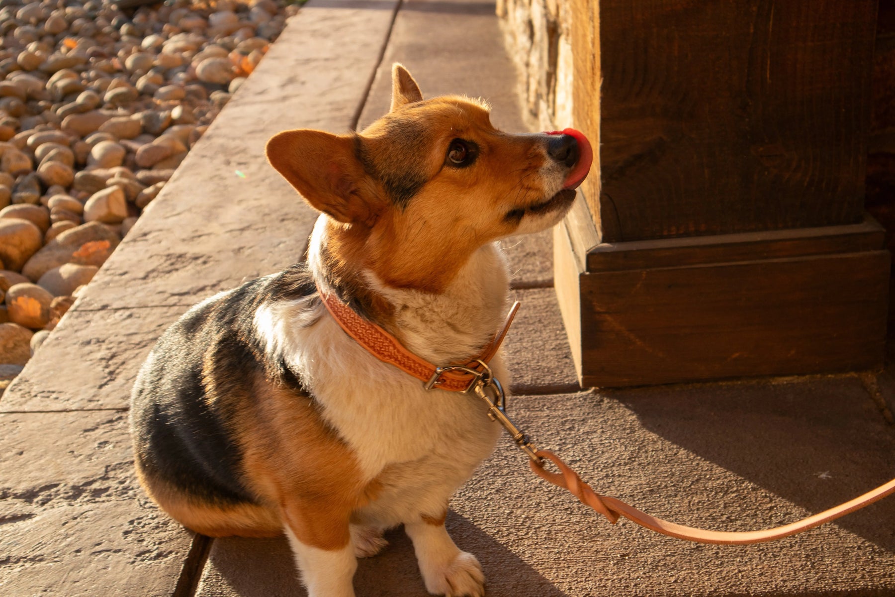Burgundy Latigo Dog Leash by Texas Saddlery, handmade leather goods detail photo 4