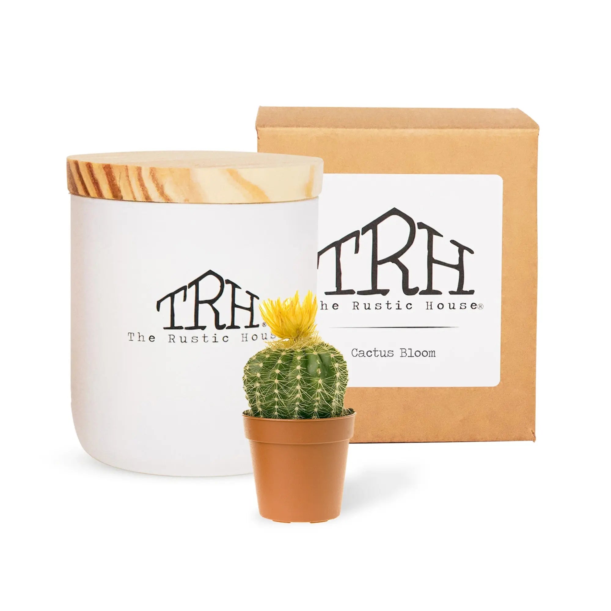 Cactus Bloom Candle The Rustic House