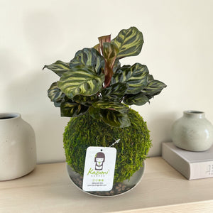 Calathea Makoyana | Moss Ball Kokedama