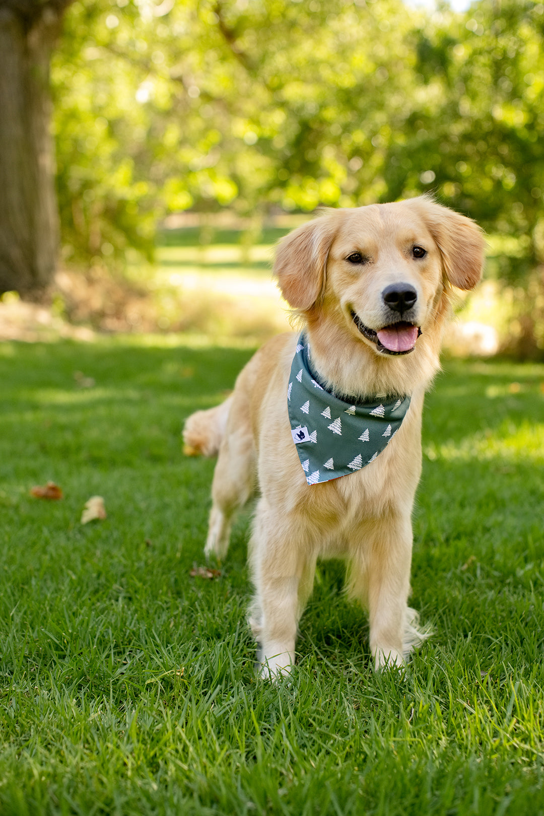 Santa Hat and Trees Christmas Reversible Dog Bandana by Dog Bandana Co., product view 5