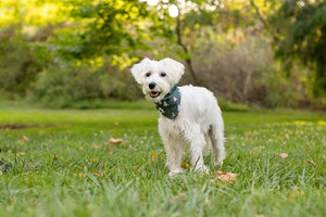Santa Hat and Trees Christmas Reversible Dog Bandana by Dog Bandana Co., product view 7