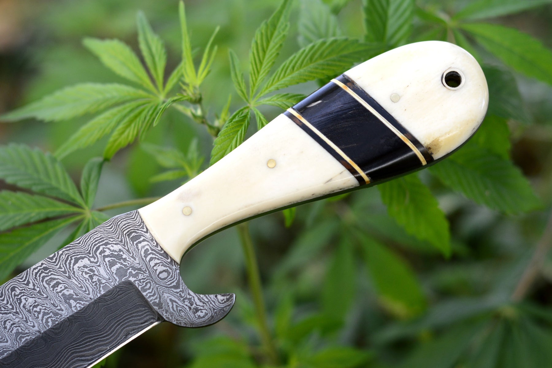 Handmade Damascus Bull Cutter Knife — Camel Bone & Buffalo Horn Handle