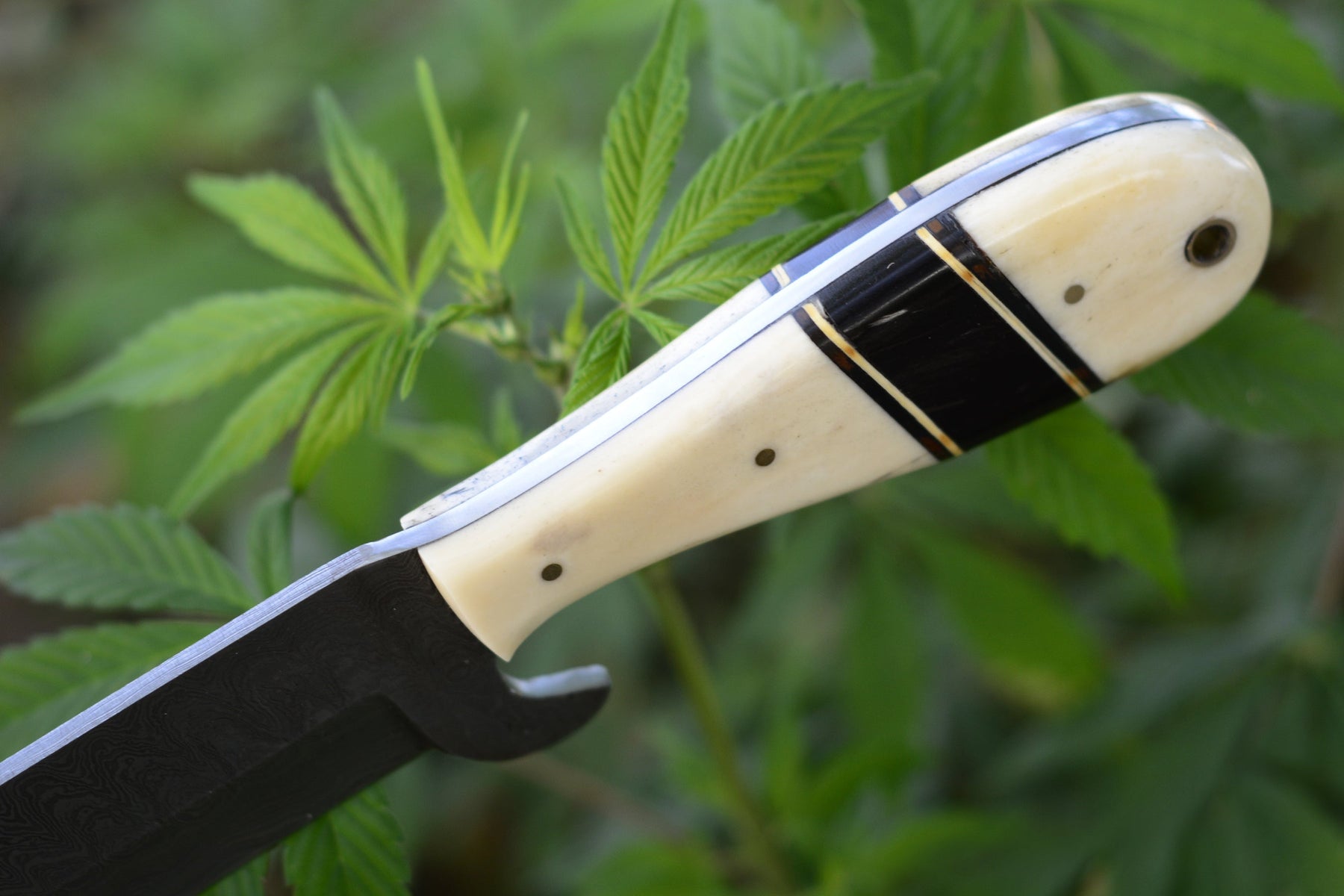 Handmade Damascus Bull Cutter Knife — Camel Bone & Buffalo Horn Handle