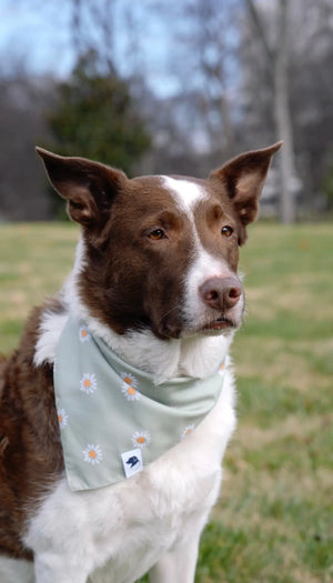 Daisy Dog Bandana by Dog Bandana Co., pet accessory detail photo 3