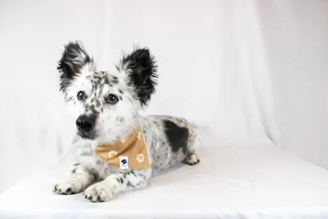 Daisy Dog Bandana by Dog Bandana Co., pet accessory detail photo 5