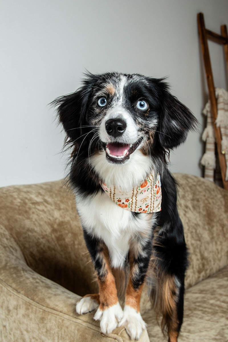 Fall Crochet Reversible Dog Bandana by Dog Bandana Co., product view 6