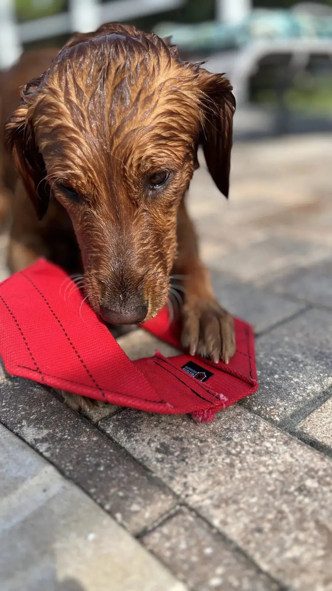 Red fire hose dog frisbee with black stitching on stone patio