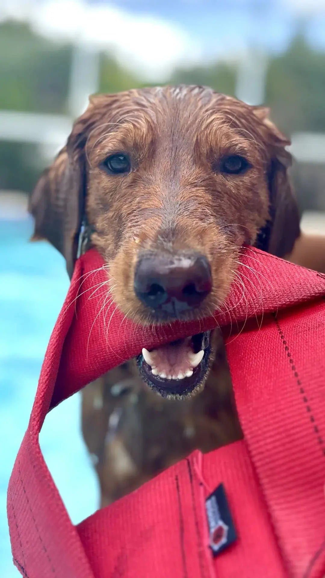 Dog holding a red fire hose frisbee in its mouth near a pool.