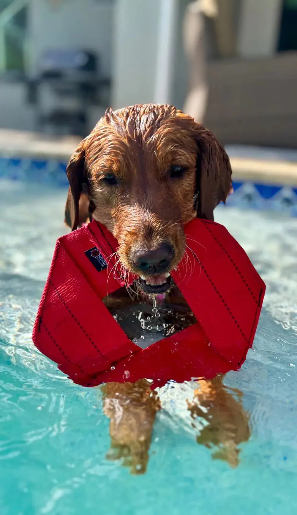 Red fire hose dog frisbee floating in swimming pool water