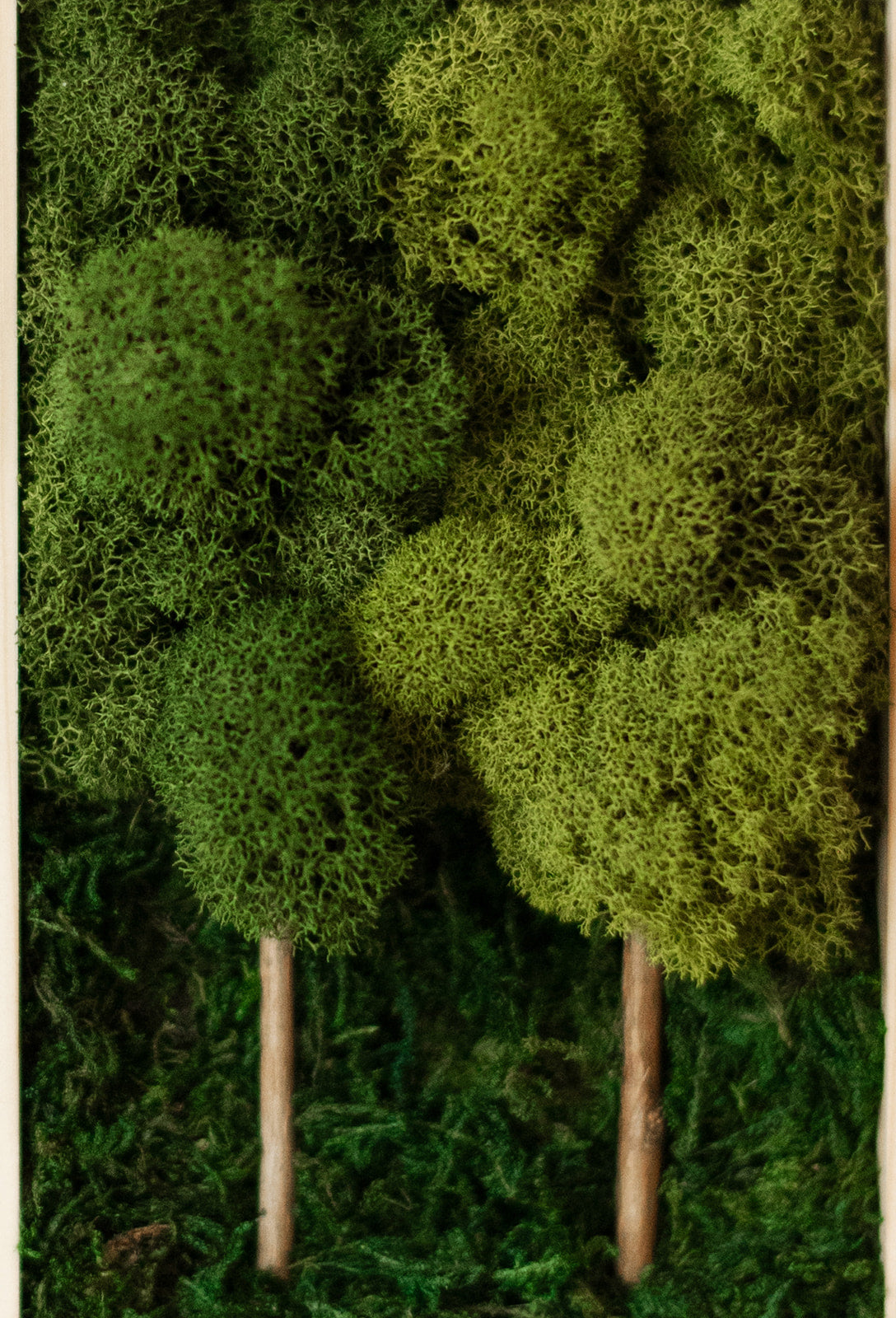 2 Tree Forest, Rectangle
