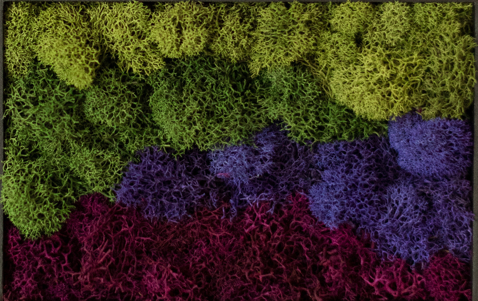 Purple Mountains, Rectangle