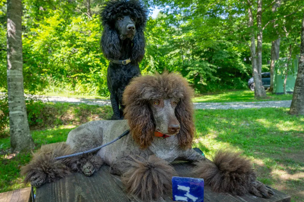 Lavender dog bone soap slice with two poodles in a park setting