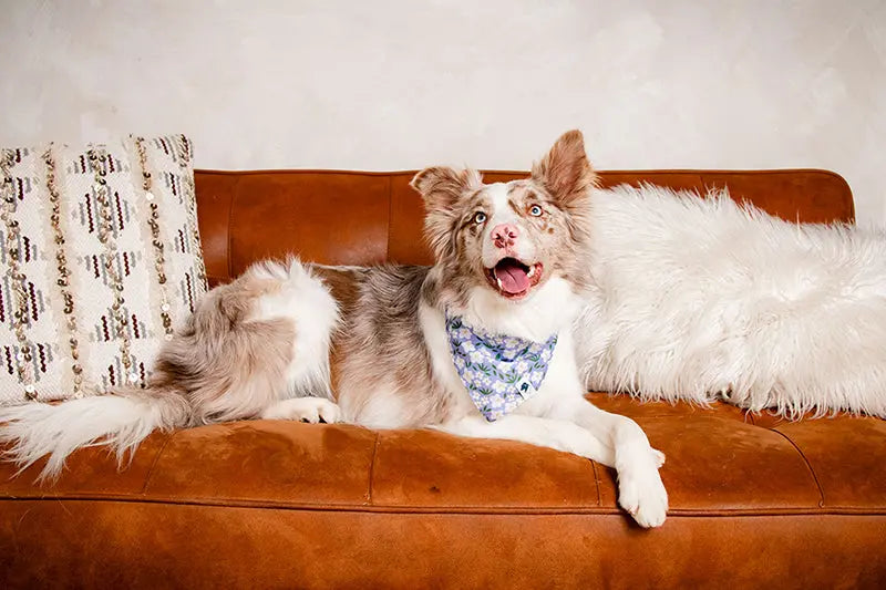 Lavender Dog Bandana by Dog Bandana Co., pet accessory detail photo 7