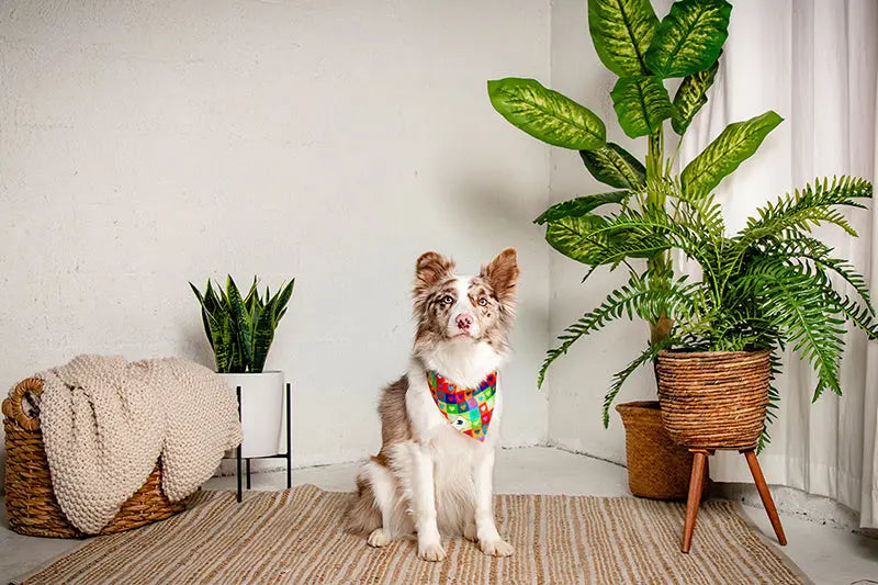 Love Wins Dog Bandana by Dog Bandana Co., pet accessory detail photo 5