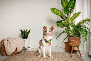 Love Wins Dog Bandana by Dog Bandana Co., pet accessory detail photo 5
