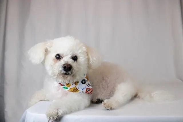 Nashville Tennessee Dog Bandana by Dog Bandana Co., pet accessory detail photo 6