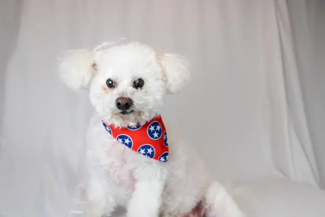 Nashville Tennessee Dog Bandana by Dog Bandana Co., pet accessory detail photo 7