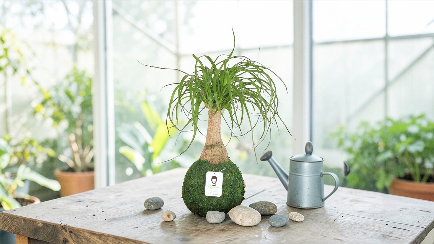 Ponytail Palm | Moss Ball Kokedamas