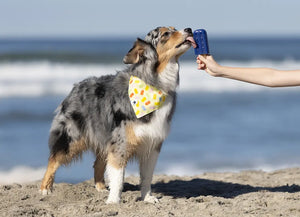 Popsicle Dog Bandana Dog Bandana Co.