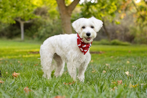 Santa Hat and Trees Christmas Reversible Dog Bandana by Dog Bandana Co., product view 6