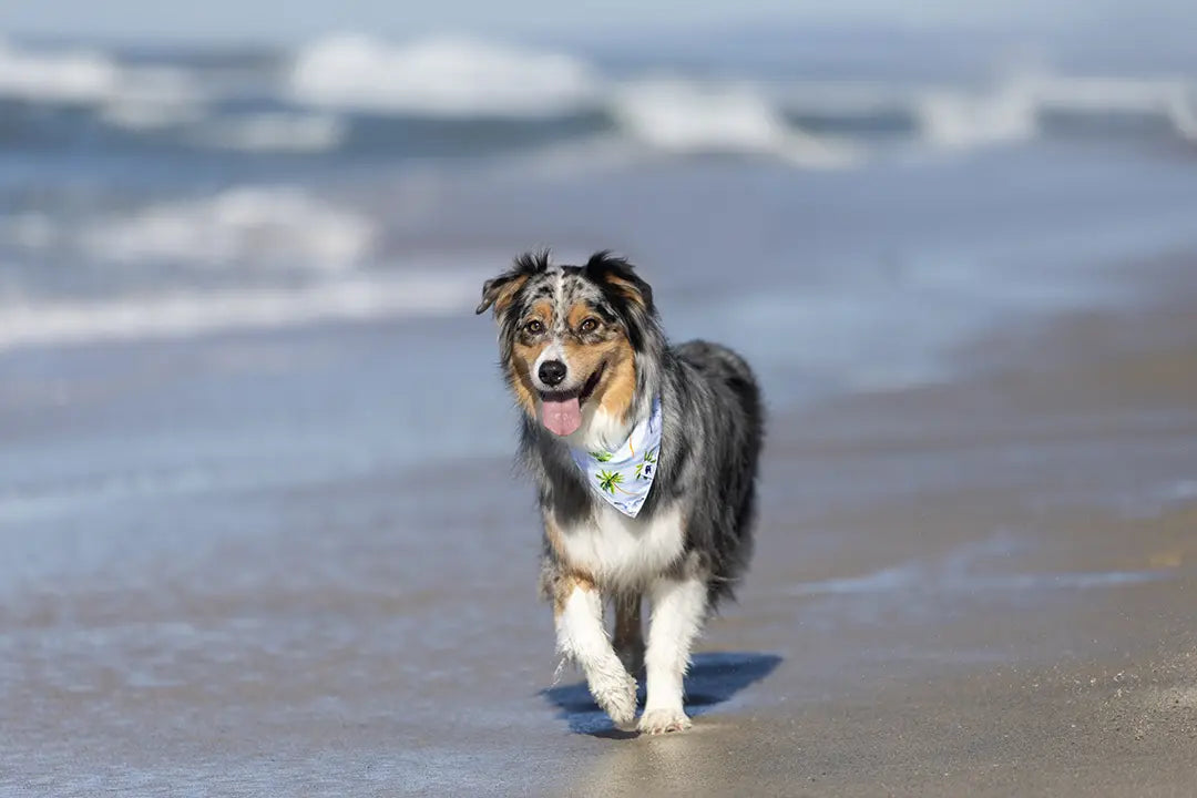 Shores Dog Bandana by Dog Bandana Co., pet accessory detail photo 4