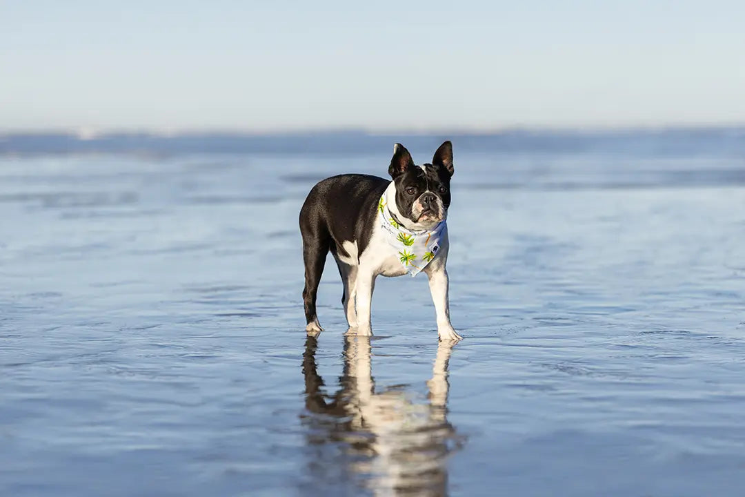 Shores Dog Bandana by Dog Bandana Co., pet accessory detail photo 6