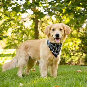 Skeleton Dog Bandana by Dog Bandana Co., pet accessory detail photo 3
