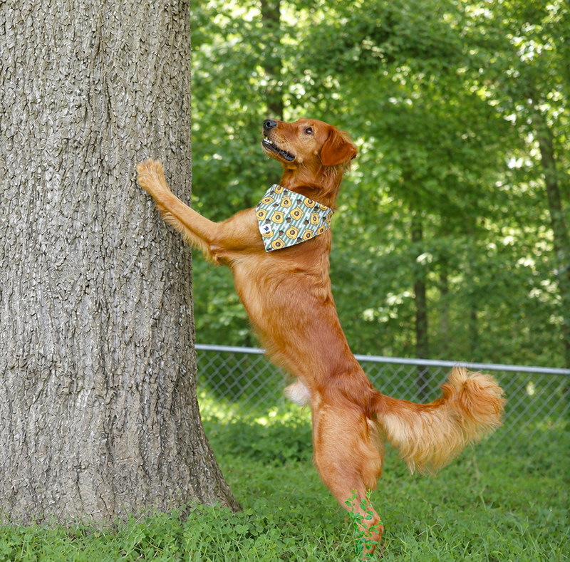 Squirrel Patrol & Pup Cup Reversible Dog Bandana
