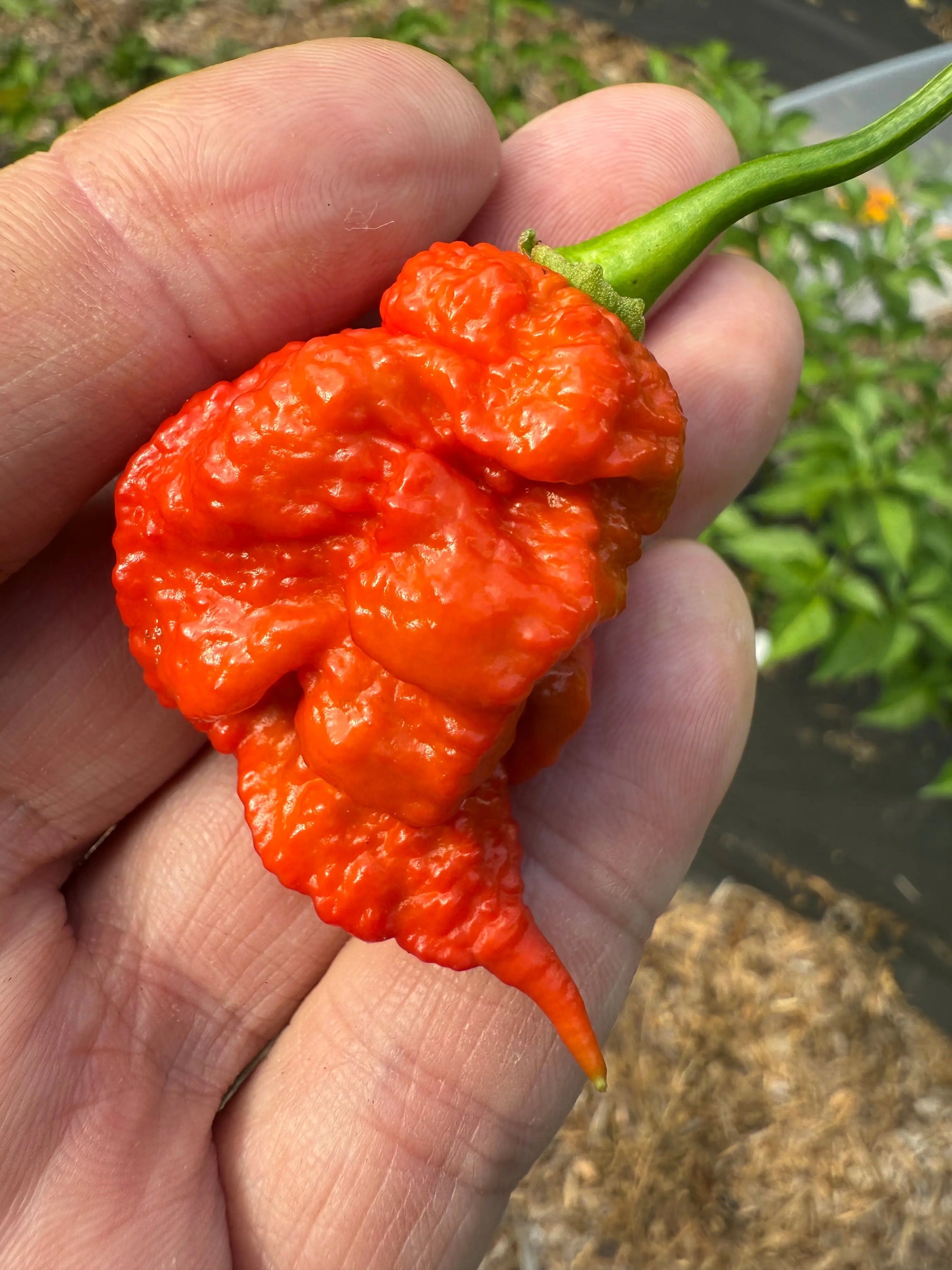 Strawberry Death Spiral Chili Jam by Powerful Pepper Company, Southern food gift detail photo 4