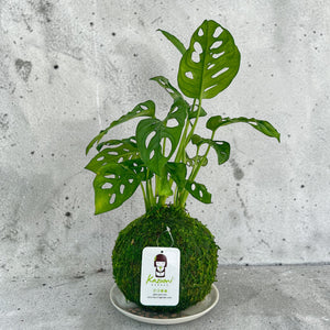 Monstera Swiss Cheese | Moss Ball Kokedama