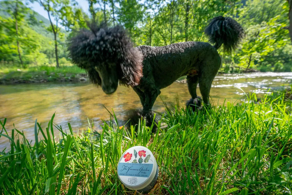 Black poodle by a stream next to a Farmers Garden Hand Cream tin