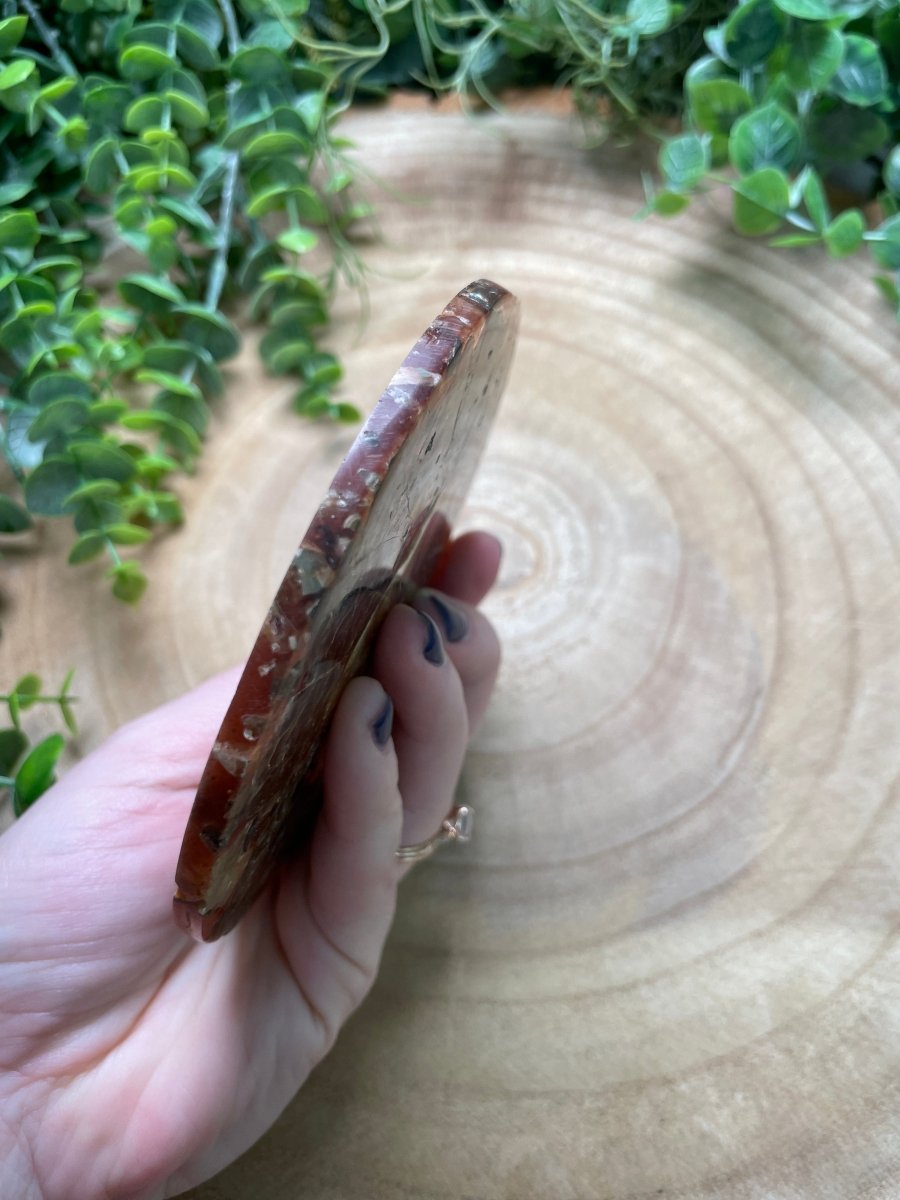 Ammonite Fossil and Resin Plate
