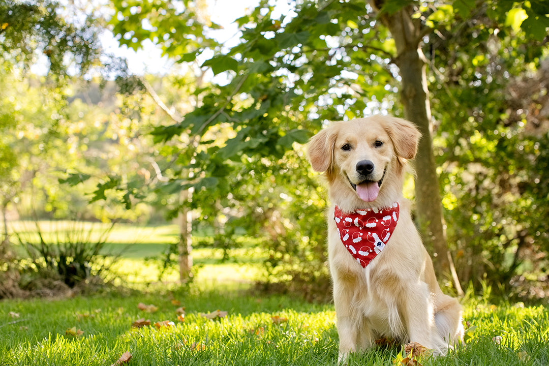 Santa Hat and Trees Christmas Reversible Dog Bandana by Dog Bandana Co., product view 3